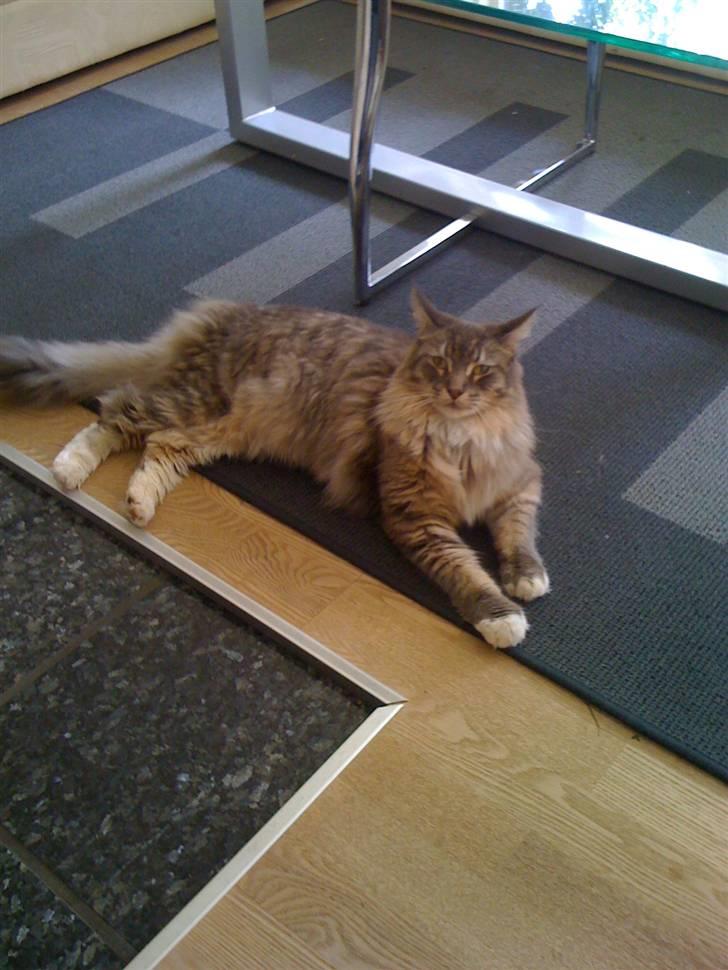 Maine Coon odin billede 1