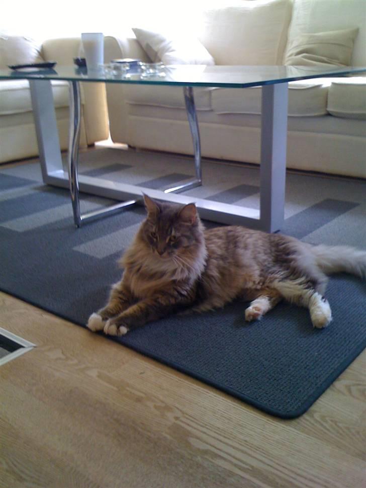 Maine Coon odin billede 2