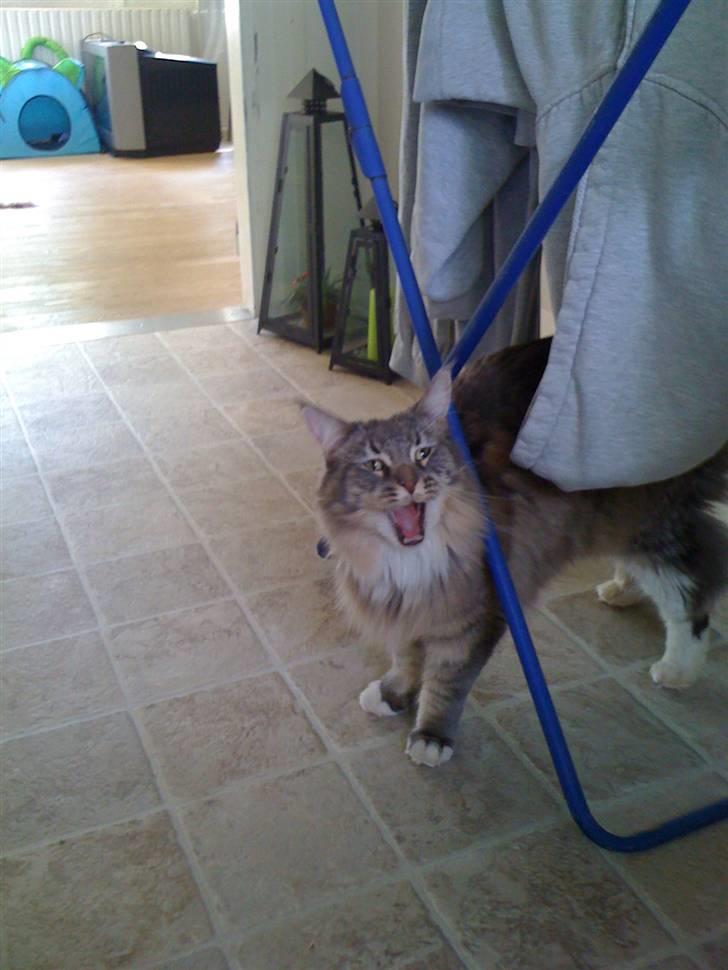 Maine Coon odin billede 3