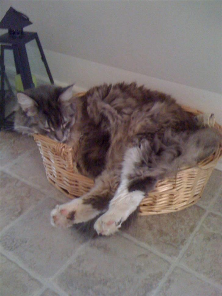 Maine Coon odin billede 4