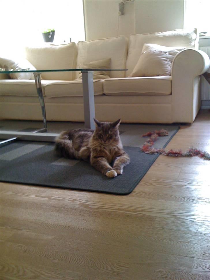 Maine Coon odin billede 5