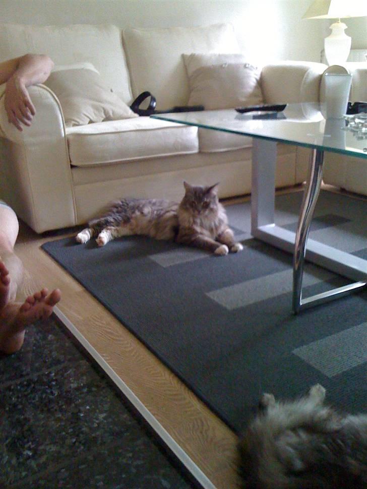 Maine Coon odin billede 6