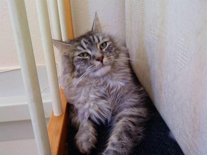 Maine Coon armani billede 1