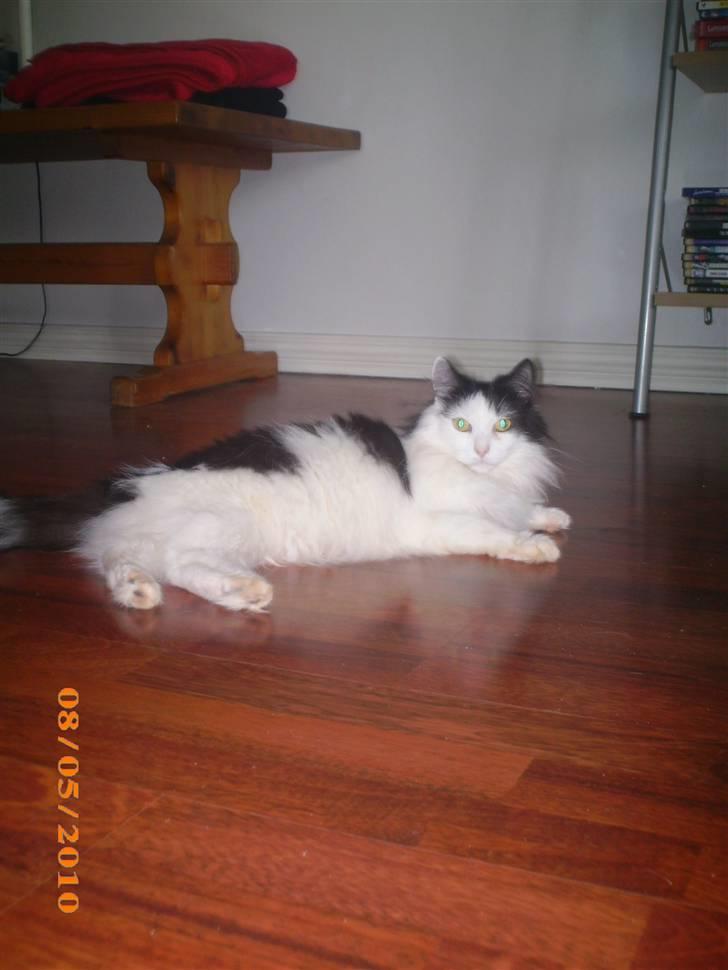 Blanding af racer Duchess *R.I.P.* billede 2