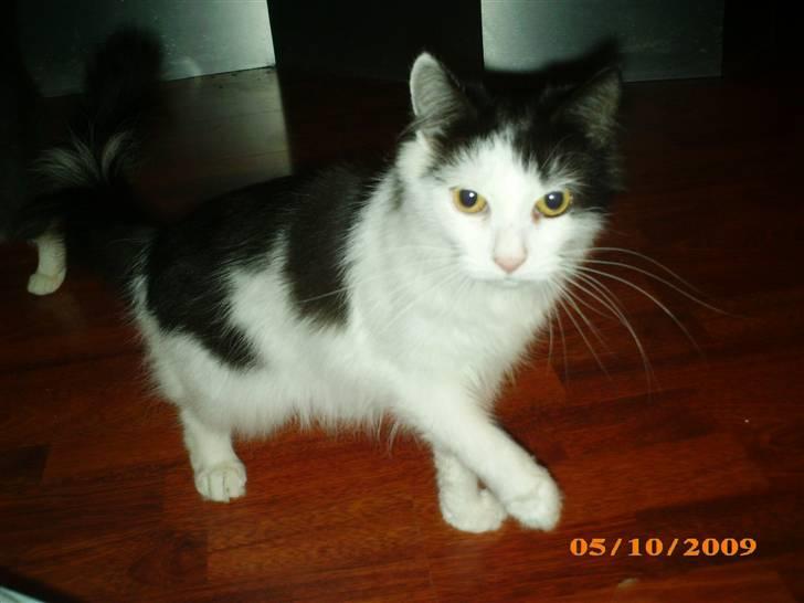 Blanding af racer Duchess *R.I.P.* - Gammelt billede, hun er med tiden blevet mere langhåret :) billede 20