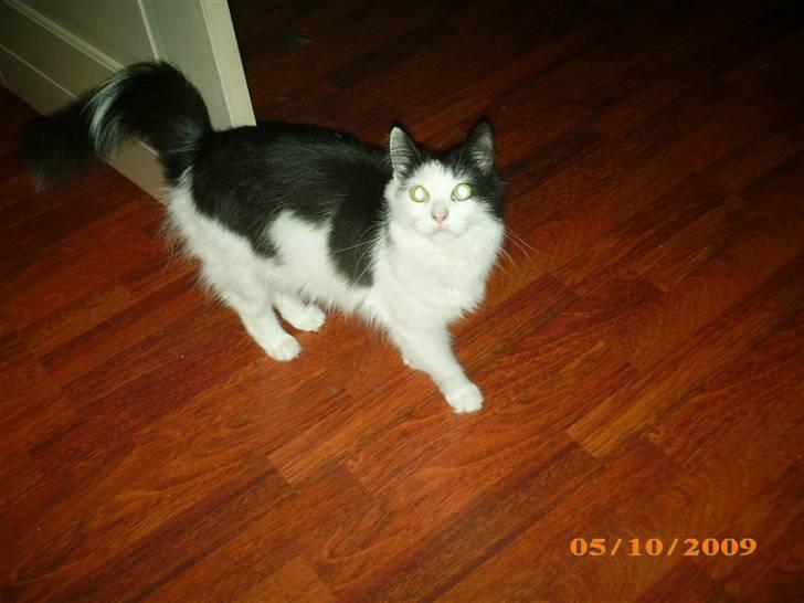 Blanding af racer Duchess *R.I.P.* billede 5