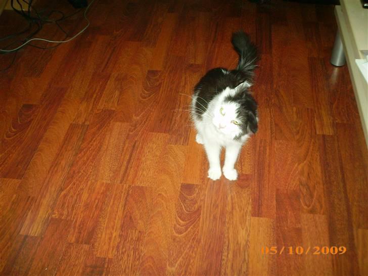 Blanding af racer Duchess *R.I.P.* - Fangede hende lige mens hun rystede på hovedet :D hehe billede 6