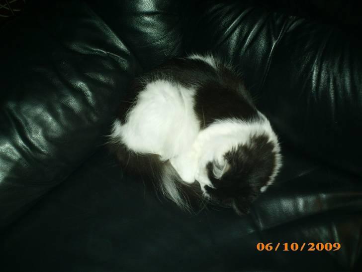 Blanding af racer Duchess *R.I.P.* billede 7