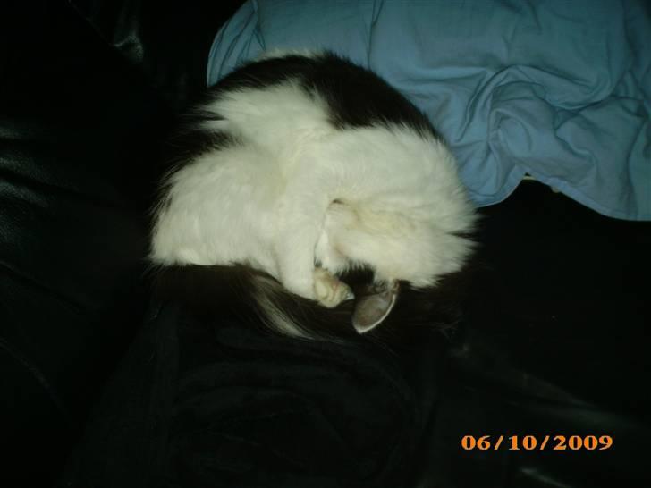 Blanding af racer Duchess *R.I.P.* billede 8