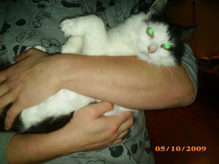 Blanding af racer Duchess *R.I.P.* billede 9