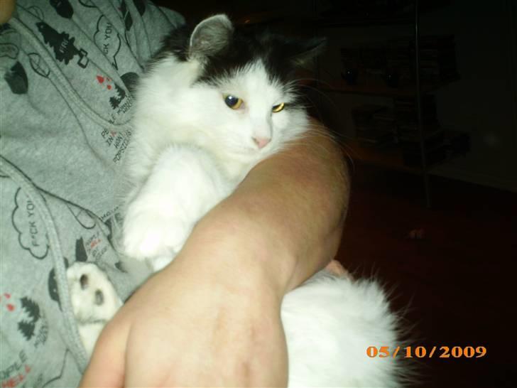 Blanding af racer Duchess *R.I.P.* billede 10