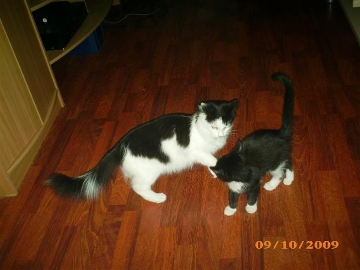 Blanding af racer Duchess *R.I.P.* - Duchess og Diablo da han var killing billede 11