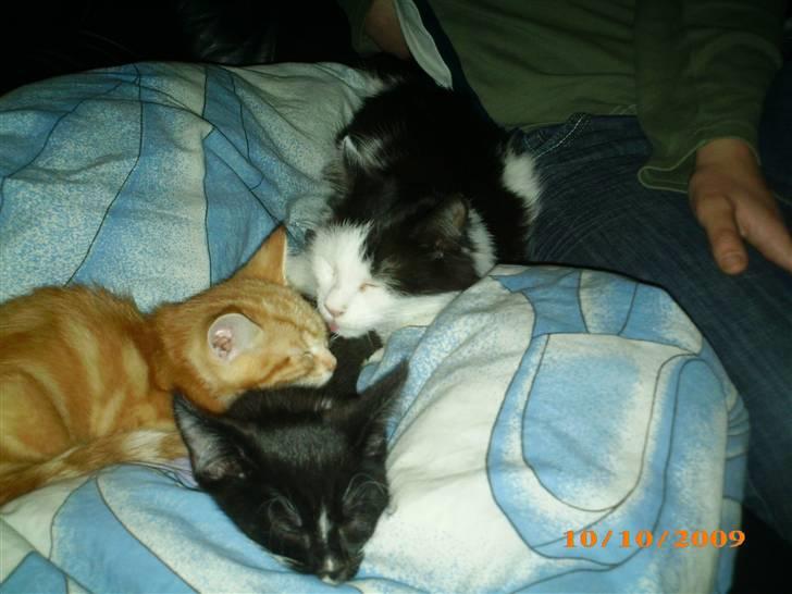 Blanding af racer Duchess *R.I.P.* - Her er hun igang med at slikke Lucifer og Diablo :) billede 12