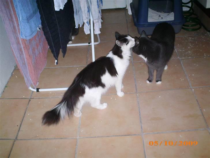 Blanding af racer Duchess *R.I.P.* - Her er hun igang med at slikke Putte :) billede 13