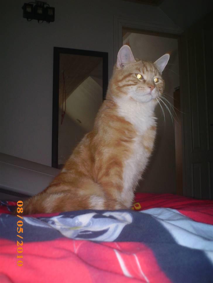 Blanding af racer Lucifer billede 1