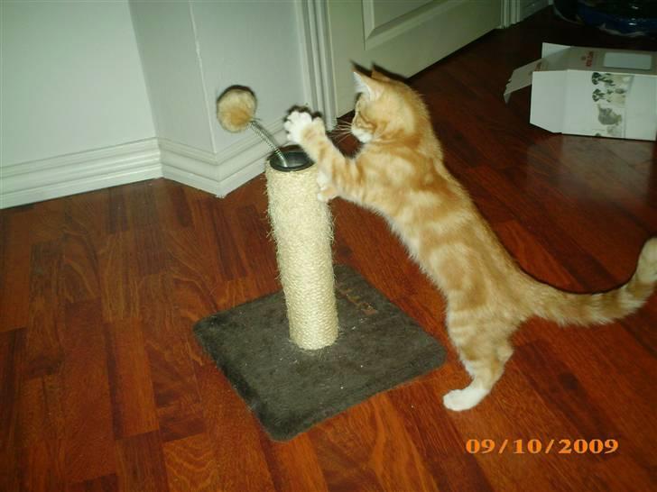 Blanding af racer Lucifer billede 2