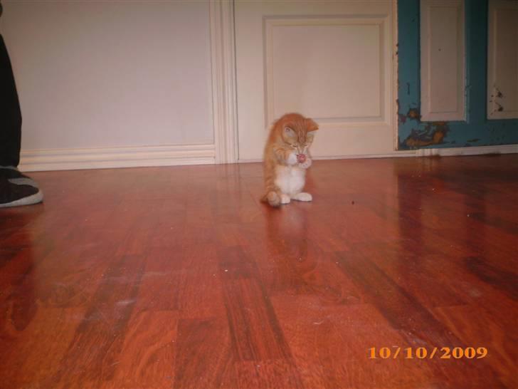 Blanding af racer Lucifer - Han sidder med en hoppebold :) billede 3