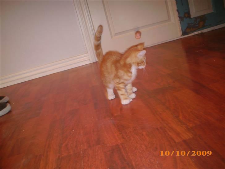 Blanding af racer Lucifer - Læg mærke til bolden :D hehe billede 4