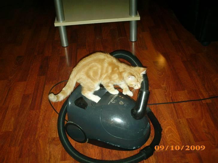 Blanding af racer Lucifer - Han startede støvsugeren lige bagefter... hehe billede 5
