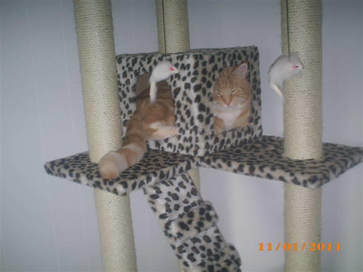 Blanding af racer Lucifer - Store Lucifer kan åbenbart blive ret så lille når det gælder om at kravle ind i en kasse :) billede 6