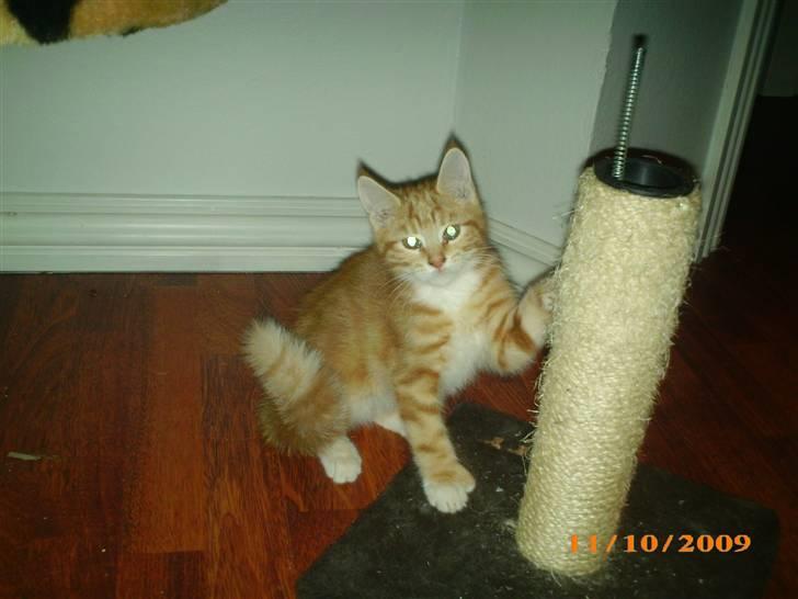 Blanding af racer Lucifer billede 7