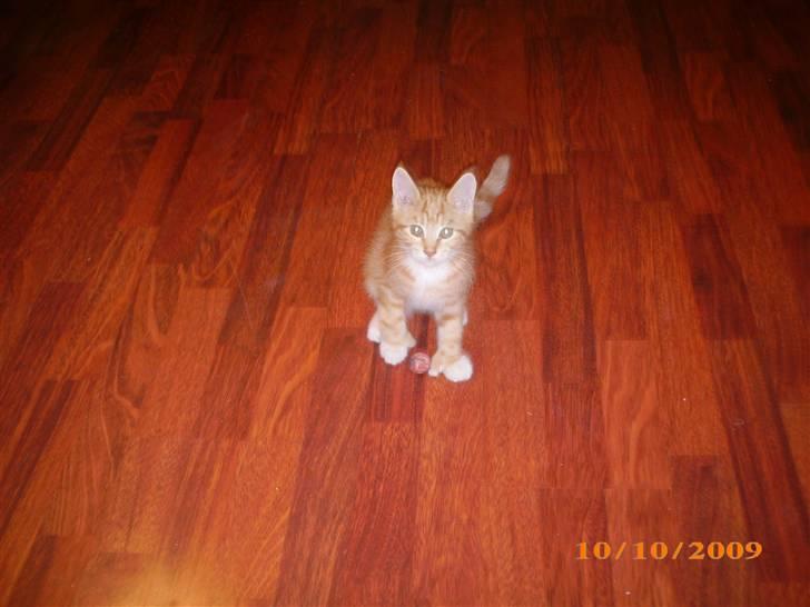 Blanding af racer Lucifer billede 8