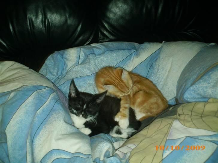 Blanding af racer Lucifer - Lucifer holder om Diablo :D billede 9