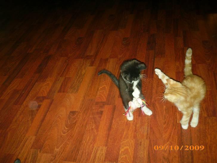 Blanding af racer Lucifer - Diablo og Lucifer billede 11