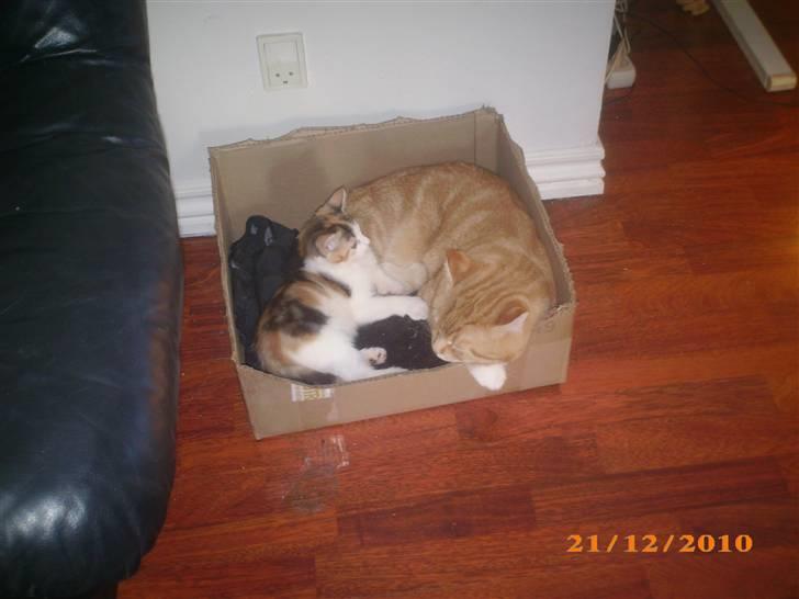 Blanding af racer Lucifer - Lucifer og Mivie ligger og hygger :) billede 12