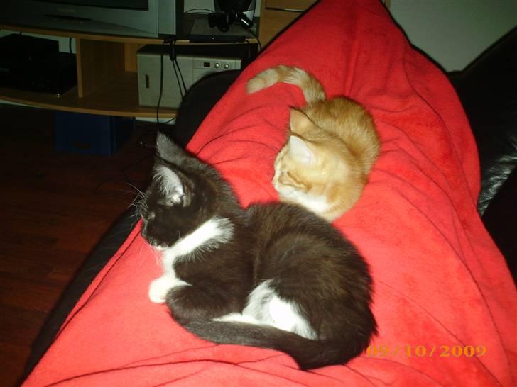 Blanding af racer Lucifer - Lucifer og Diablo ligger og hygger :) billede 13