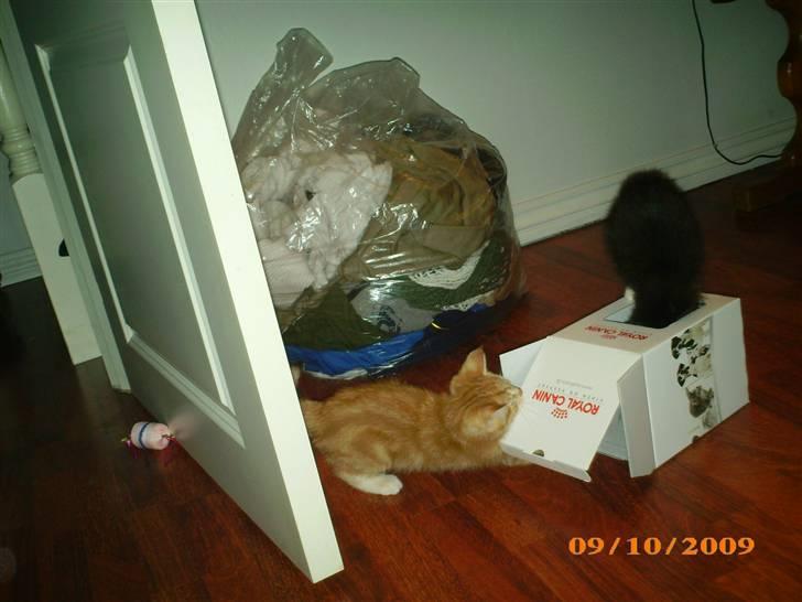 Blanding af racer Lucifer - Utroligt så sjov en lille kasse kan være, hehe billede 14