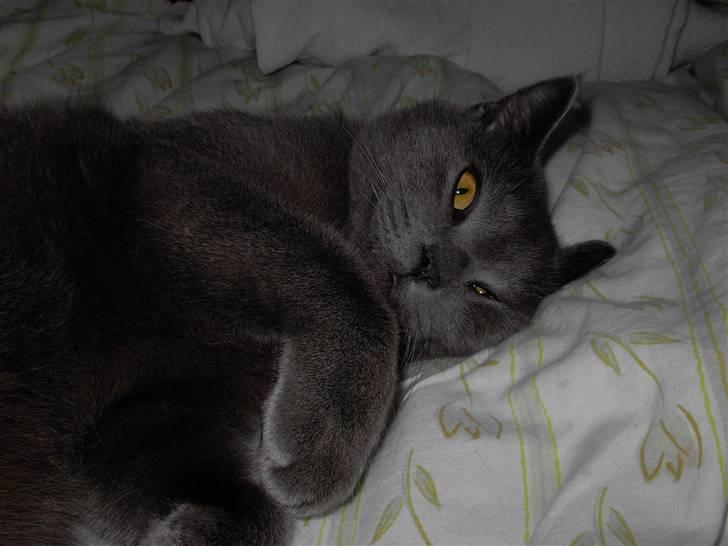 Blanding af racer pjevs billede 8