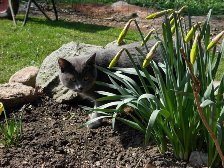 Blanding af racer pjevs billede 9