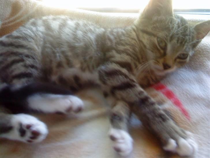 Huskat silas billede 1