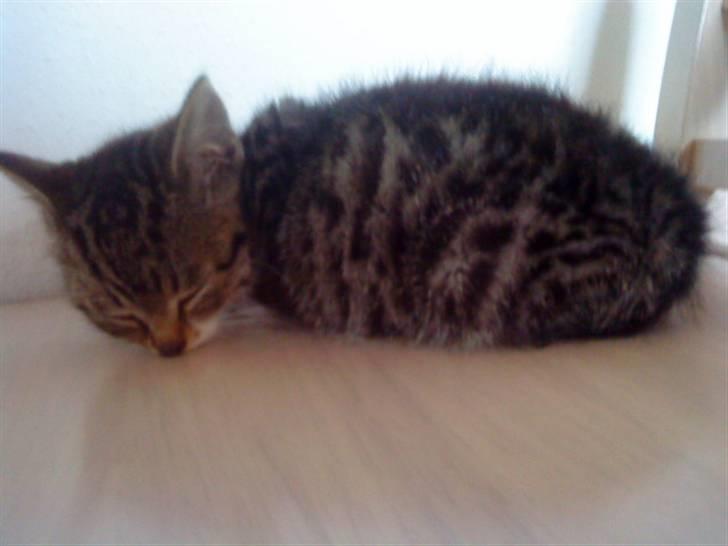 Huskat silas billede 2