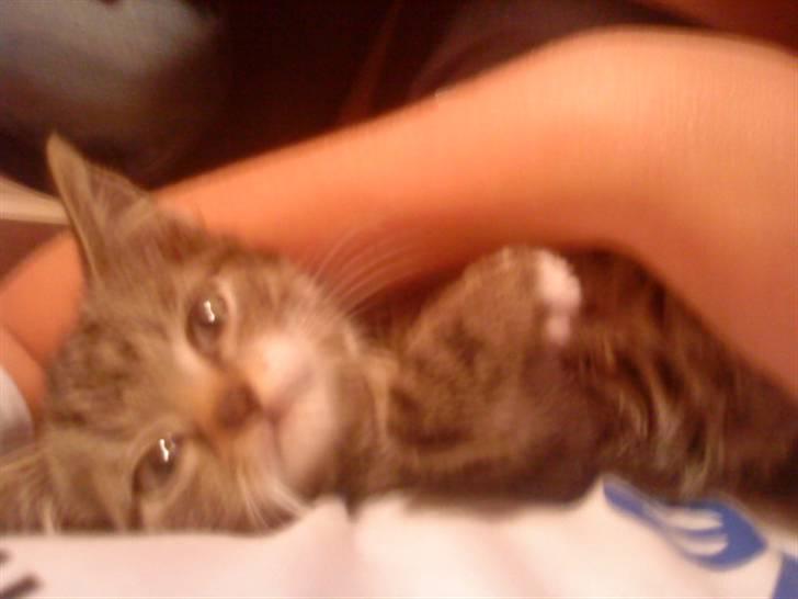 Huskat silas billede 3