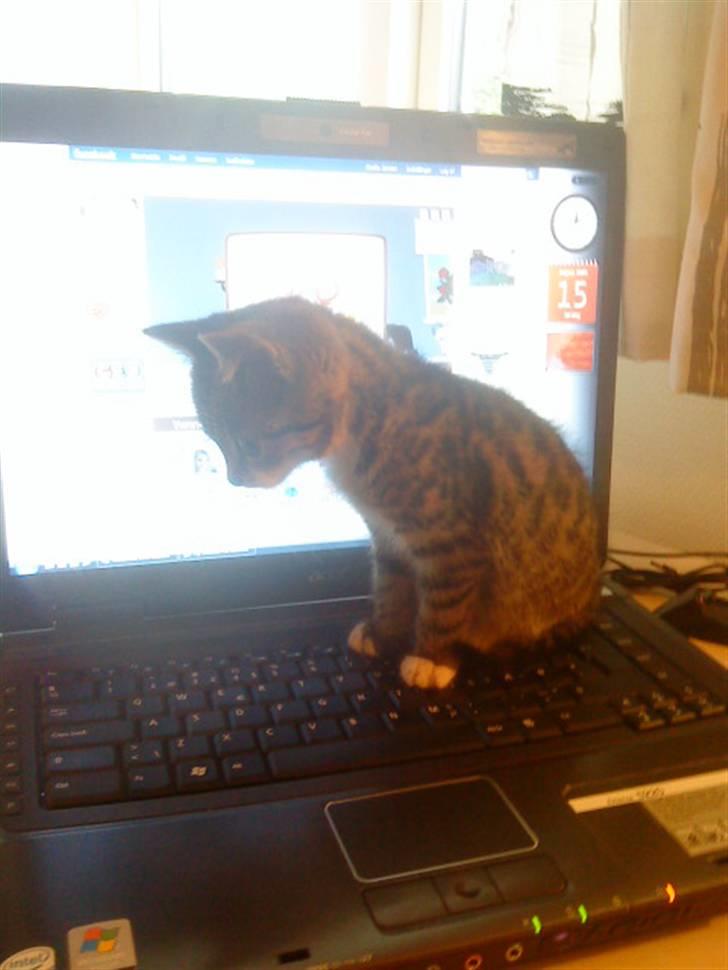 Huskat silas billede 4