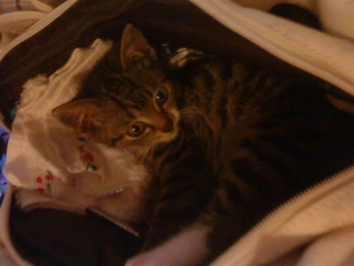 Huskat silas billede 5