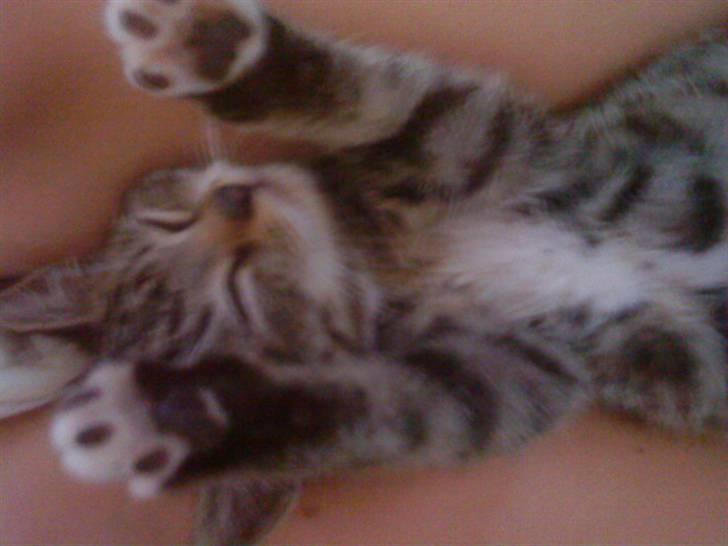 Huskat silas billede 6