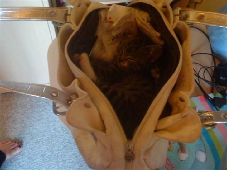 Huskat silas billede 7