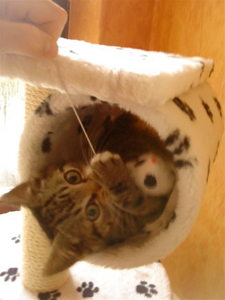 Huskat silas billede 8