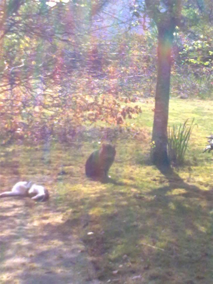 Huskat mille billede 8