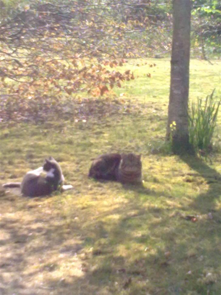 Huskat mille billede 9