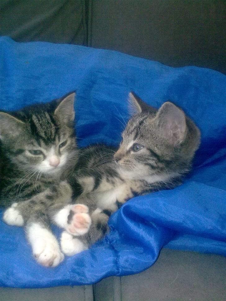 Huskat mille billede 11