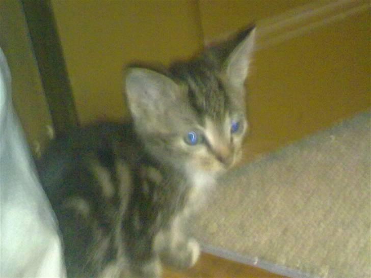 Huskat mille billede 12