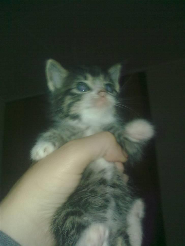 Huskat mille billede 13