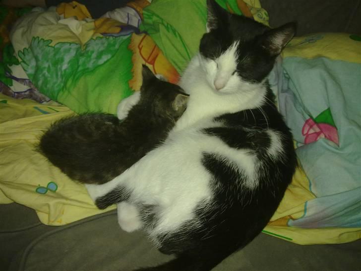 Huskat mille billede 15