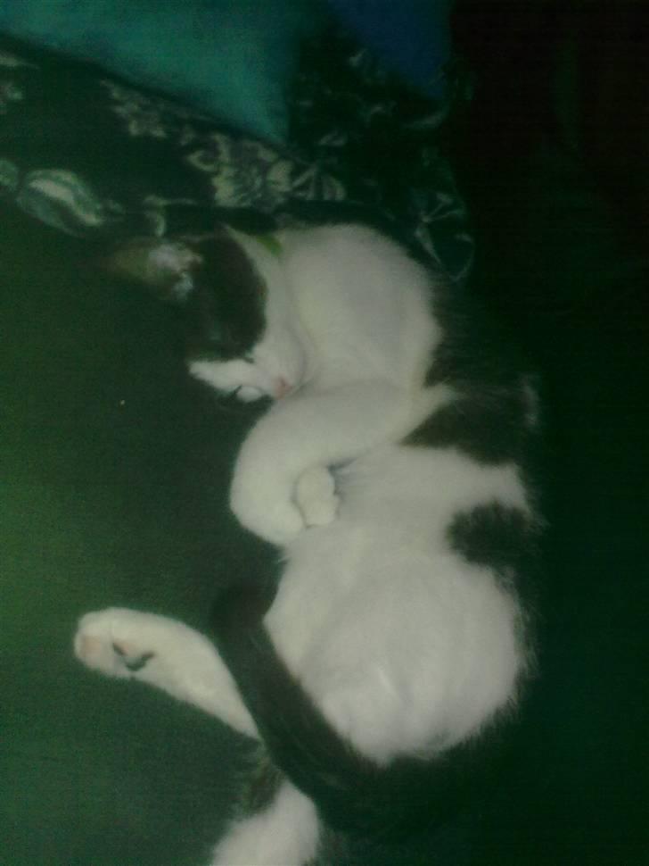 Huskat mille billede 17