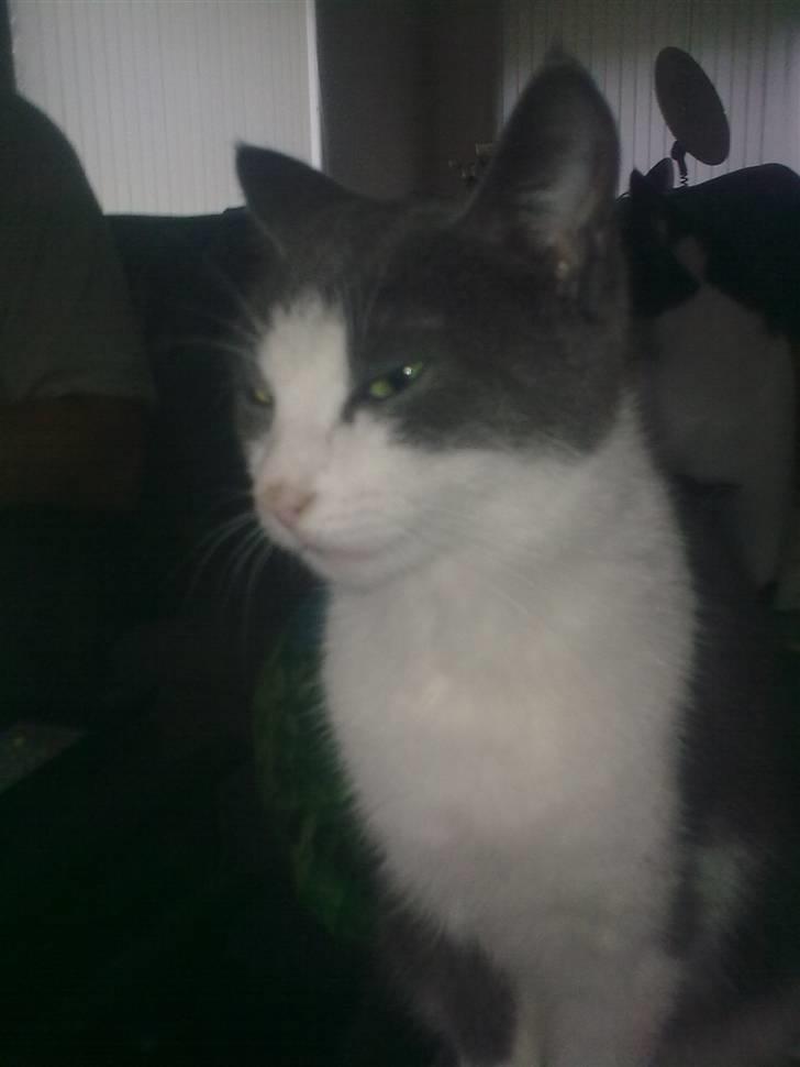 Huskat mille billede 18