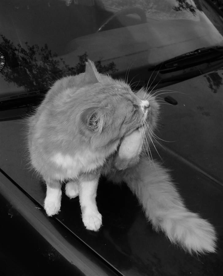 Blanding af racer Floffi baby chiller billede 12